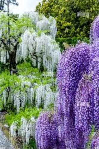Mixed wisteria seeds 5 - wisteria, seeds.