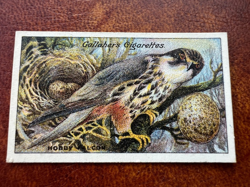 Gallaher birds nests - -,