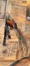 Golden Pheasant Taxidermy Wall