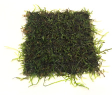 Java Moss on Pad Live Aquarium Aquatic Plants Carpet Shrimp Tropical Fish Tank