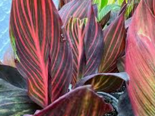 Canna tropicana lily - tropicana, perennial