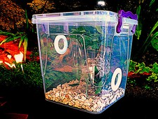 Praying Mantis, Stick Insect, Arboreal Enclosure + Twin Vents.