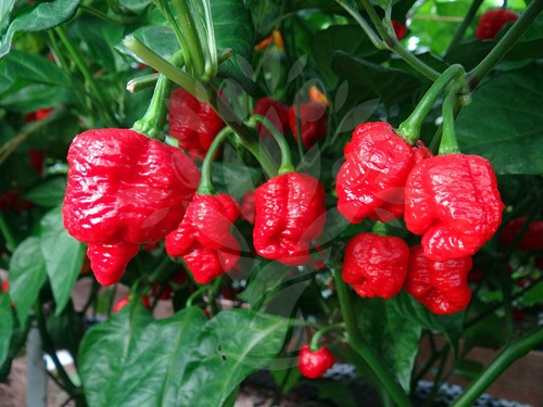 Chili pepper trinidad - chili,