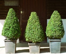  Real XL Box (buxus