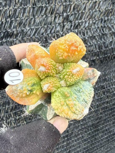 Raresucculent plant ariocarpus - plant,