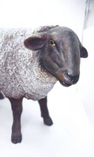 Suffolk Sheep Ewe Lamb