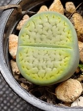 Succulent |Lithops hookeri