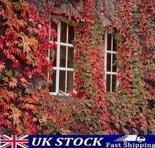 Boston Ivy Seeds Japanese