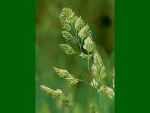 Cocksfoot grass seed tortoise - grass,