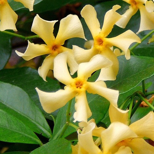 Trachelospermum jasminoides - 3x,