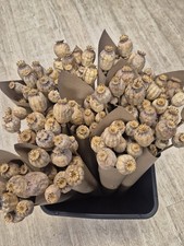 12 x papaver Seed Stems. Dried Flower Crafts