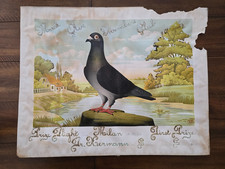 Antique Racing Pigeon Diploma