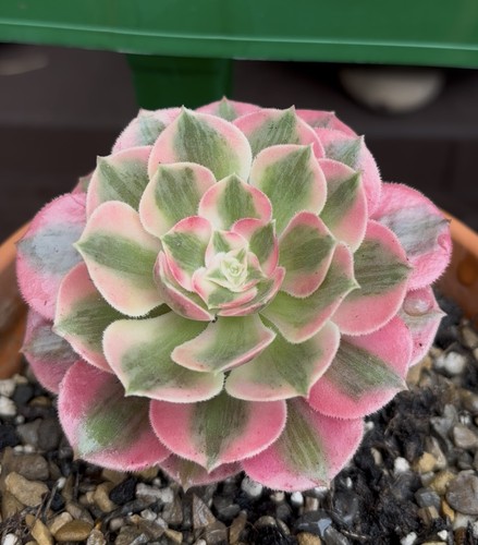 Aeonium peach blossom - aeonium, single