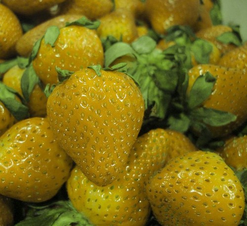 Rare yellow wonder alpine - yellow,