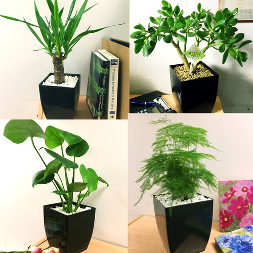 Evergreen table plant gloss - table, @