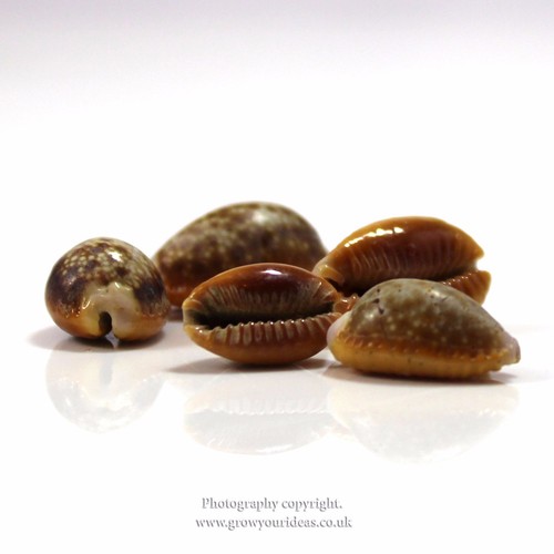 Honey cowrie seashells - 3,