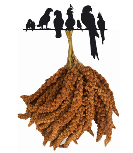 Premium red millet - millet, spray