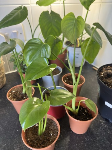Monstera deliciosa cheese - deliciosa,,