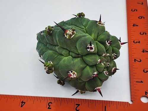 Myrtillocactus geometrizans - , cv