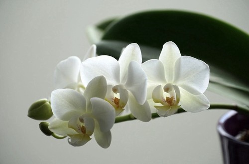 Mini white phalaenopsis orchid - mini,