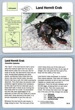 Land Hermit Crab #59.18