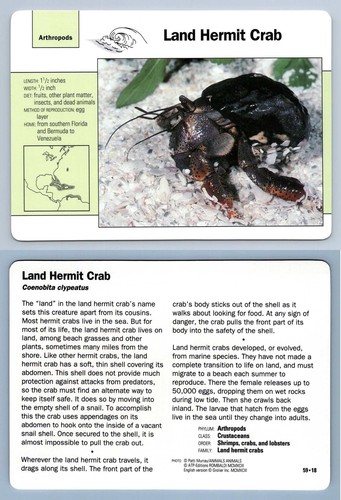 Land hermit crab - land, #59.18