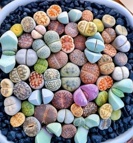 Lithops optica rare mesembs - lithops,