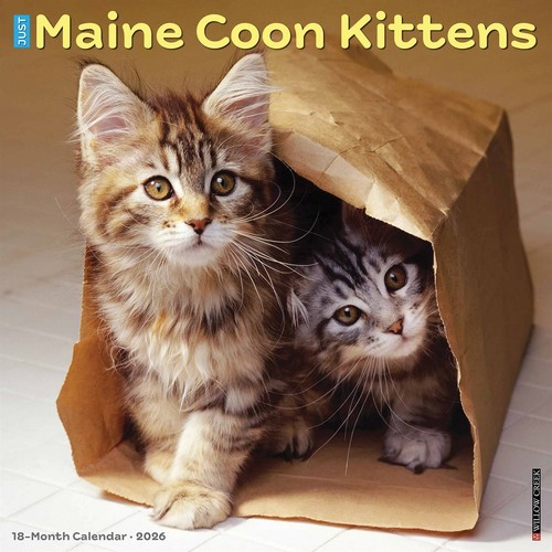 Maine coon kittens - kittens, calendar