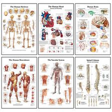 Human Anatomy Medical Doctor