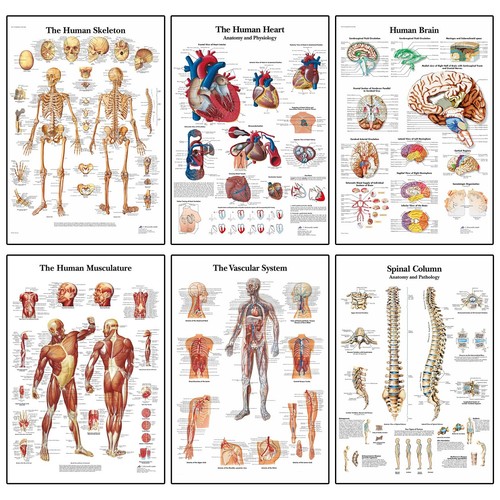 Human anatomy medical doctor - anatomy,