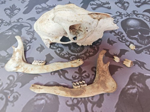 Fallow deer skull and - fallow,