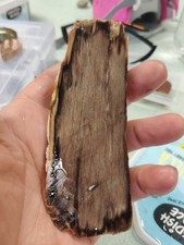 Fossilised Petrified Wood