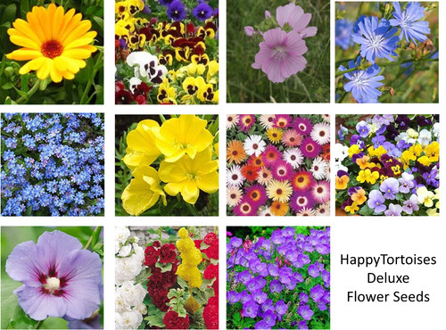 Deluxe tortoise flower seeds - flower,