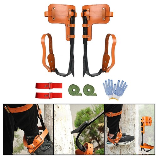 Tree climbing spike - tree,