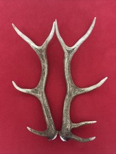 PAIR OF RED DEER ANTLERS 653g