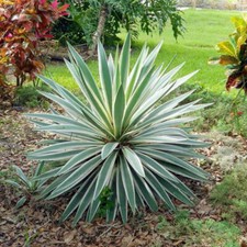 Yucca gloriosa Variegata - Spanish Dagger - Plant in 10.5 cm Pot