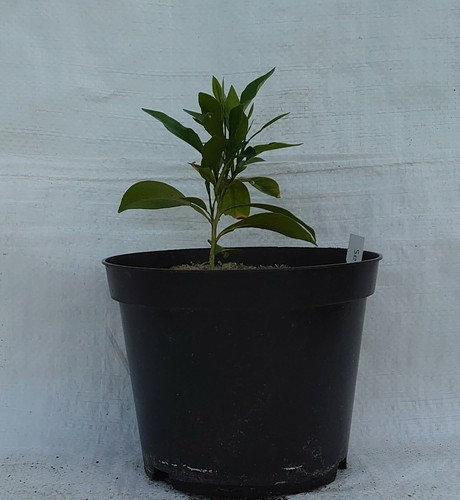 Seville orange marmalade - orange,,