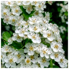 25 Hawthorn Hedging Plants 40-60cm,Wildlife Friendly 1-2ft Hawthorne Hedges