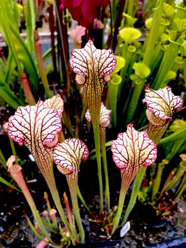 Sarracenia moorei lynda - sarracenia, butt