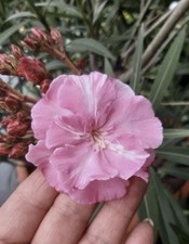 Oleander Double Petals Pink