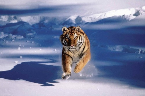 Poster siberian tiger running - poster,