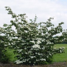 Cornus kousa National -