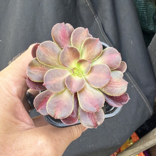 Aeonium tesla width 1 2 - tesla,