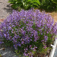 Penstemon Heterophyllus