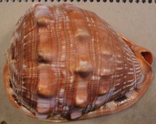 Cassis Rufa 6+3/4+ inches Oman Dredged 100 meters