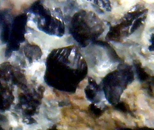 Possible ornithopod dinosaur - possible,