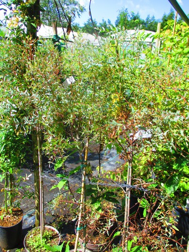5ft inc pot - ,