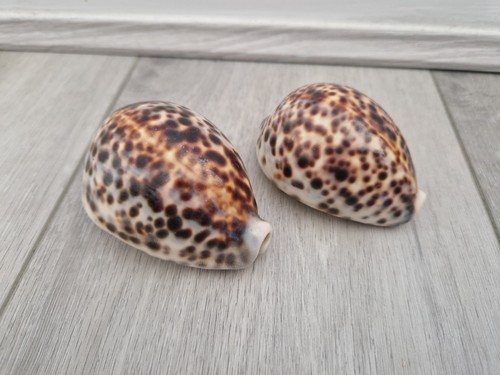 Vintage cameo tiger cowrie - vintage,