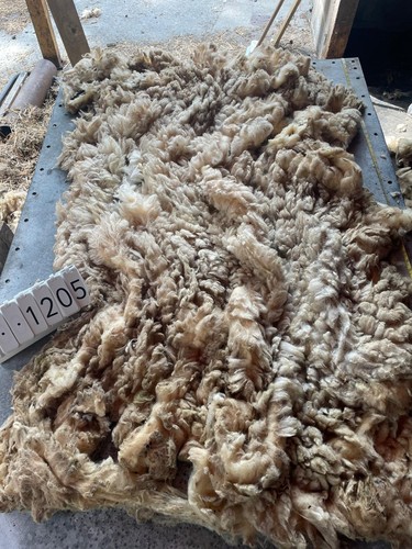 Norfolk horn raw unwashed - raw,