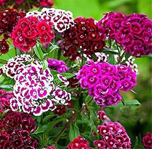 Sweet william auricula eyed - sweet,